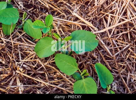 Landwirtschaft - Nahaufnahme des frühen Wachstum, Ernte keine - bis Sojabohnen in Weizen Stoppel-/Tennessee, USA wächst. Stockfoto