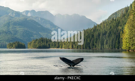 Buckelwale (Megaptera novaeangliae) Fluke werden gesehen, während die Wale tauchen ist; Hartley Bay, British Columbia, Kanada Stockfoto