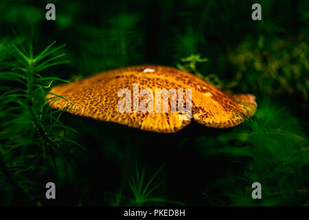 Langweilig braun bolete in Moos. Makro Foto. Stockfoto