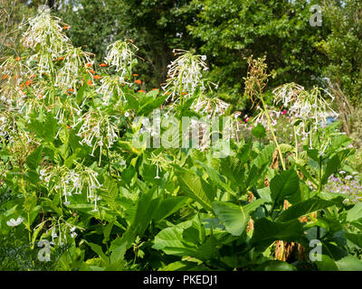 Duftenden, röhrenförmigen, weißen Blüten und grosse Blätter der Ausschreibung biennale Tabakpflanze Nicotiana sylvestris, Stockfoto