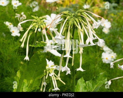 Duftenden, röhrenförmigen, weißen Blüten der Ausschreibung biennale Tabakpflanze Nicotiana sylvestris, Stockfoto