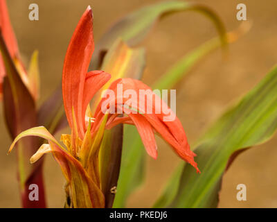 Rot, Spätsommer Blume des Exotischen, mehrjährig, winterhart Ingwer, Roscoea purpurea 'Imperial Hybriden ' Stockfoto