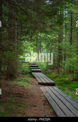 Holz- foothpat, Bridge, Promenade über Sumpfland in Wald, Pohorje, Slowenien Stockfoto