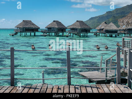 Über das Wasser Bungalows im Hilton Lagoon Resort und Spa, Papetoai, Moorea, Tahiti, Französisch-Polynesien Stockfoto