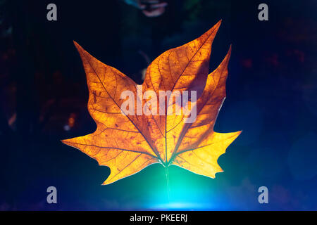 Hell erleuchtete Herbst Blatt. Stockfoto