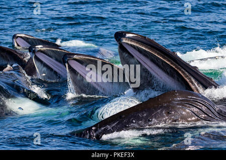 Buckelwale feed mit kooperativen bubble Netz zusammen zu arbeiten, zu essen Hering auf spektakuläre Weise in Southeast Alaska Stockfoto