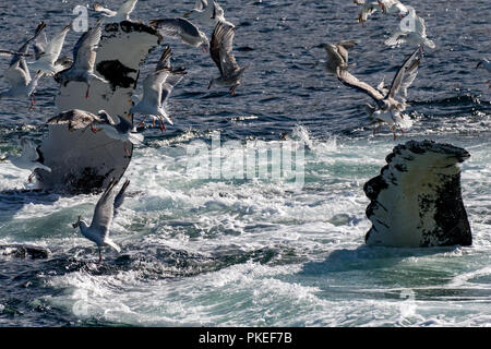 Buckelwale feed mit kooperativen bubble Netz zusammen zu arbeiten, zu essen Hering auf spektakuläre Weise in Southeast Alaska Stockfoto