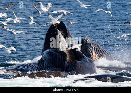 Buckelwale feed mit kooperativen bubble Netz zusammen zu arbeiten, zu essen Hering auf spektakuläre Weise in Southeast Alaska Stockfoto