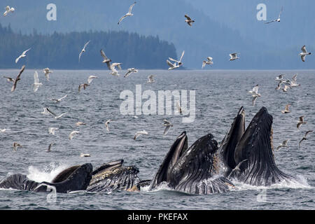 Buckelwale feed mit kooperativen bubble Netz zusammen zu arbeiten, zu essen Hering auf spektakuläre Weise in Southeast Alaska Stockfoto