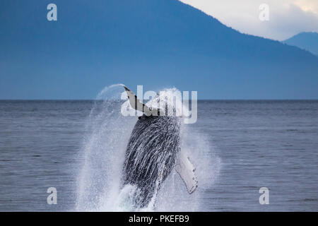 Ein buckelwal Verstöße hoch in die Luft in Chatham Straße im Südosten Alaska, USA Stockfoto