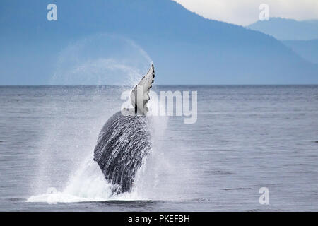 Ein buckelwal Verstöße hoch in die Luft in Chatham Straße im Südosten Alaska, USA Stockfoto