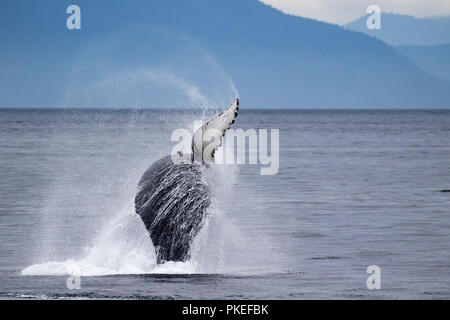 Ein buckelwal Verstöße hoch in die Luft in Chatham Straße im Südosten Alaska, USA Stockfoto