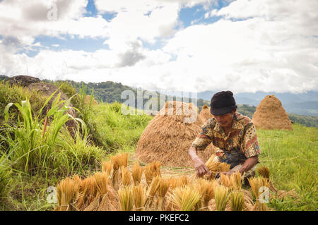 Sulawesi, Indonesien - 8. Juli 2018: die lokalen Bauern ernten Reis in Tana Toraja Hochland in der Nähe von Batutumongi Dorf. Südsulawesi, Indonesien Stockfoto