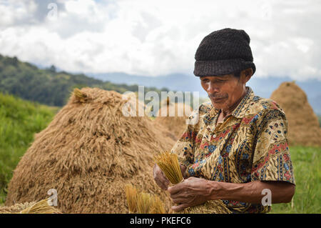 Sulawesi, Indonesien - 8. Juli 2018: die lokalen Bauern ernten Reis in Tana Toraja Hochland in der Nähe von Batutumongi Dorf. Südsulawesi, Indonesien Stockfoto