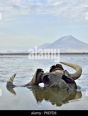 Schädel von Gnus in Schlamm auf flachem Wasser. Im Hintergrund ist ein Vulkan Langai. Lake Natron. Tansania Stockfoto