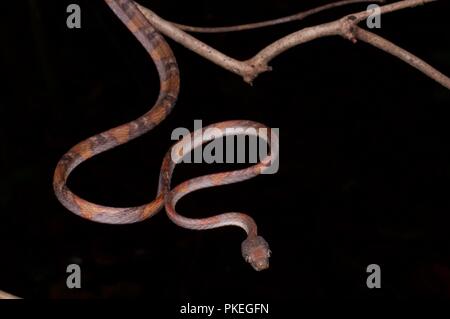 Eine Weiß-spotted Cat Snake (Boiga drapiezii) auf einen dünnen Zweig im Gunung Mulu National Park, Sarawak, Malaysia, Borneo gehockt Stockfoto