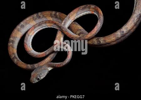 Eine Weiß-spotted Cat Snake (Boiga drapiezii) auf einen dünnen Zweig im Gunung Mulu National Park, Sarawak, Malaysia, Borneo gehockt Stockfoto