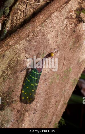 Ein Blue-winged Lanternfly (Pyrops Intricata) auf einem Baumstamm in der Nacht im Gunung Mulu National Park, Sarawak, Malaysia, Borneo gehockt Stockfoto