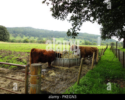 Schottische Vieh weiden auf einer Farm in den Highlands. Bos taurus Kühe. Lange gehörnten und haarige schottische Hochlandrinder. Stockfoto