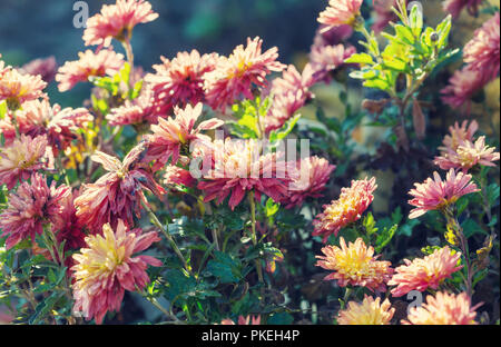 Herbst gefrorene Blumen Stockfoto