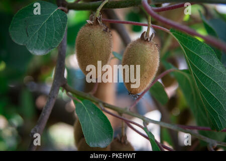 Kiwi auf dem Zweig. Einige Kiwi auf einem Baum Stockfoto