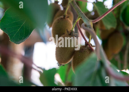 Kiwi auf dem Zweig. Einige Kiwi auf einem Baum Stockfoto