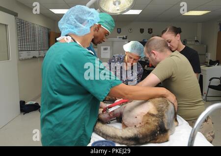 Alex ist eine militärische Arbeitshund mit dem 16 Military Police Brigade, die in Afghanistan verletzt wurde. Wie service Mitglieder, wenn ein Mwd ist in Theater verletzt, sie sind medizinisch nach Deutschland evakuiert. Aber statt in Landstuhl Regional Medical Center, sind sie zu Veterinary Medical Center Europa transportiert. Alex machte Chirurgie, als er an VMCE angekommen und werden auch weiterhin behandelt zu werden und es wiederherstellen. Stockfoto