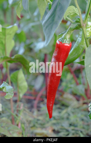 Red chili Pfeffer auf den Garten ausgestattet. Homegrown Organic Food, Paprika oder Paprikaschoten im Garten Reifung. Stockfoto