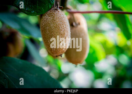 Kiwi auf dem Zweig. Einige Kiwi auf einem Baum Stockfoto