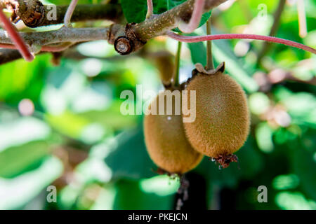 Kiwi auf dem Zweig. Einige Kiwi auf einem Baum Stockfoto