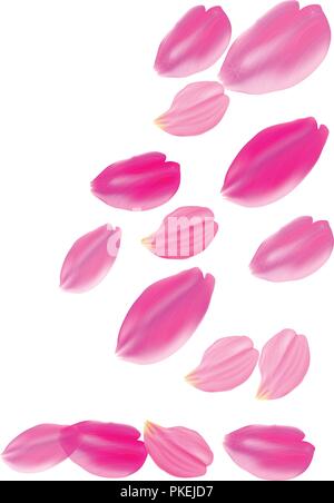 Vector Illustration. Set Rosa Rosenblättern. Weißer Hintergrund Stock Vektor