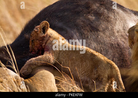 Ein lion Cub tritt der Rest der Stolz unter dem wachsamen Auge der männlichen ein Fest auf einem Büffel gerade getötet zu genießen. Stockfoto