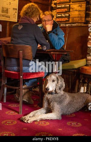 Pudel in einer Country Pub, England, Großbritannien Stockfoto