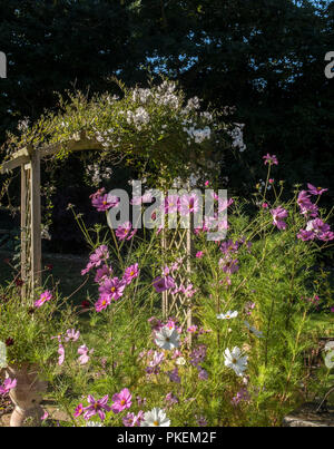 Rosa und Weiß cosmos flowrrs mit Garten Bogen von jasminblüten hinter sich. Jasminum officinale Stockfoto