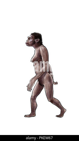 Die menschliche Evolution digitale Illustration, Homo erectus, Australopithecus, sapiens Stockfoto