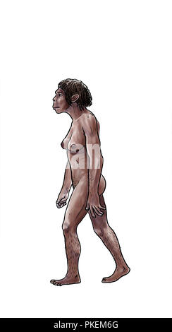 Die menschliche Evolution digitale Illustration, Homo erectus, Australopithecus, sapiens Stockfoto