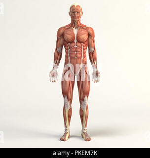 Digitale Illustration der Muskulatur Stockfoto