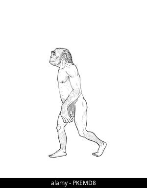 Die menschliche Evolution digitale Illustration, Homo erectus, Australopithecus, Homo habilis, Neanderthal, cromagnon Stockfoto