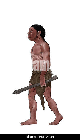 Homo erectus digitale Illustration, eingefärbt Stockfoto