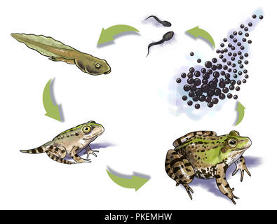 Digitale Illustration eines Frosches Lebenszyklus Stockfoto