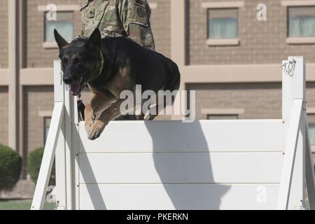 Batman, der US-Armee militärische Gebrauchshund, zur Armee Support Group - Kuwait Abteilung der Notdienste zugeordnet, springt über eine Hürde während einer Demonstration im Camp Arifjan, Kuwait, 30. Juli 2018. Die Demonstration war zu präsentieren und die Fähigkeiten des militärischen arbeiten Hunden durchgeführt und der Handler und Bereitschaft ihres Hundes zu erhöhen. Stockfoto