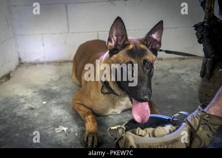 Militärische Gebrauchshund (MWD) 'IIsaac', Getränke Wasser aus dem Helm des älteren Flieger Nicholas Catling, 822 d Base Defense Squadron MWD-Handler, 25. Juli 2018, bei Moody Air Force Base, Verteidiger Ga. Der afeside' ihre Base Verteidigung Taktik und Verfahren ausgewertet werden, während die Durchführung von Patrouillen, Tactical combat casualty Care und Abwehr selbstgebastelter Sprengladungen für eine Mission Bereitschaft Übung. Nach diesen Ereignissen, die Verteidiger erfolgreich abgeschlossen haben, sind berechtigt, ihre globale Response Force Status, die die Einheit bescheinigt weltweit bereitstellen zu erwerben. Stockfoto