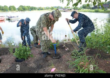 GREAT LAKES, Kranke (2. August 2018) Segler aus Schulungen Support Center Koalition der Segler gegen zerstörende Entscheidungen graben Löcher für Anlagen an der Unabhängigkeit Grove Forest Preserve in Libertyville 12.08.2. Jeden Donnerstag eine Gruppe von Matrosen zu helfen, Clearing invasive Arten von Pflanzen und ersetzt sie mit Pflanzen heimisch in Northern Illinois. Stockfoto