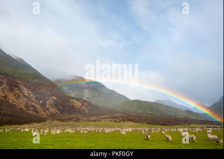 Eine Herde Schafe grasen unter einem Regenbogen, Arthur's Pass, Canterbury, Neuseeland. Grüne Felder, die Berge im Hintergrund und blauen bewölkten Himmel Stockfoto