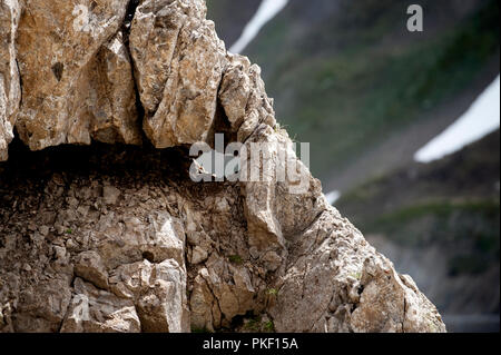 Impressionen von der Französischen Alpen vom Col du Lautaret, in den Hautes Alpes (Frankreich, 14.06.2010) Stockfoto