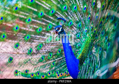 Desert Wildlife. Peacock bei Bonnie Springs Stockfoto