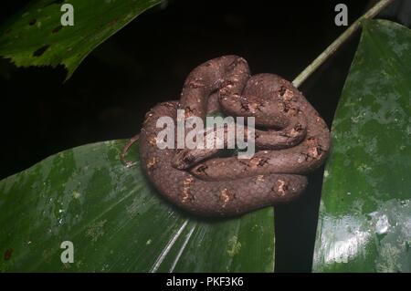 Eine gemeinsame Mock Viper (Psammodynastes pulverulentus) aufgewickelt auf einem nassen Blatt in Ranau, Sabah, Malaysia, Borneo Stockfoto
