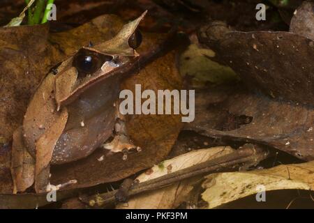 Eine malaiische Horned Frog (Megophrys nasuta) auf dem Waldboden in der Nacht in der Nähe von Poring in Sabah, Malaysia, Borneo Stockfoto