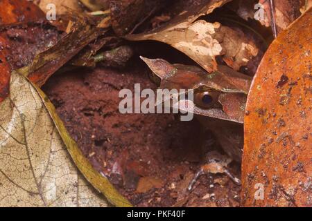 Eine malaiische Horned Frog (Megophrys nasuta) auf dem Waldboden in der Nacht in der Nähe von Poring in Sabah, Malaysia, Borneo Stockfoto