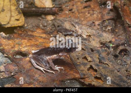 Ein Zwitschern schmale Wurf Frosch (Leptolalax fritinniens) im Blatt Wurf in der Nacht in Ranau, Sabah, Malaysia, Borneo Stockfoto